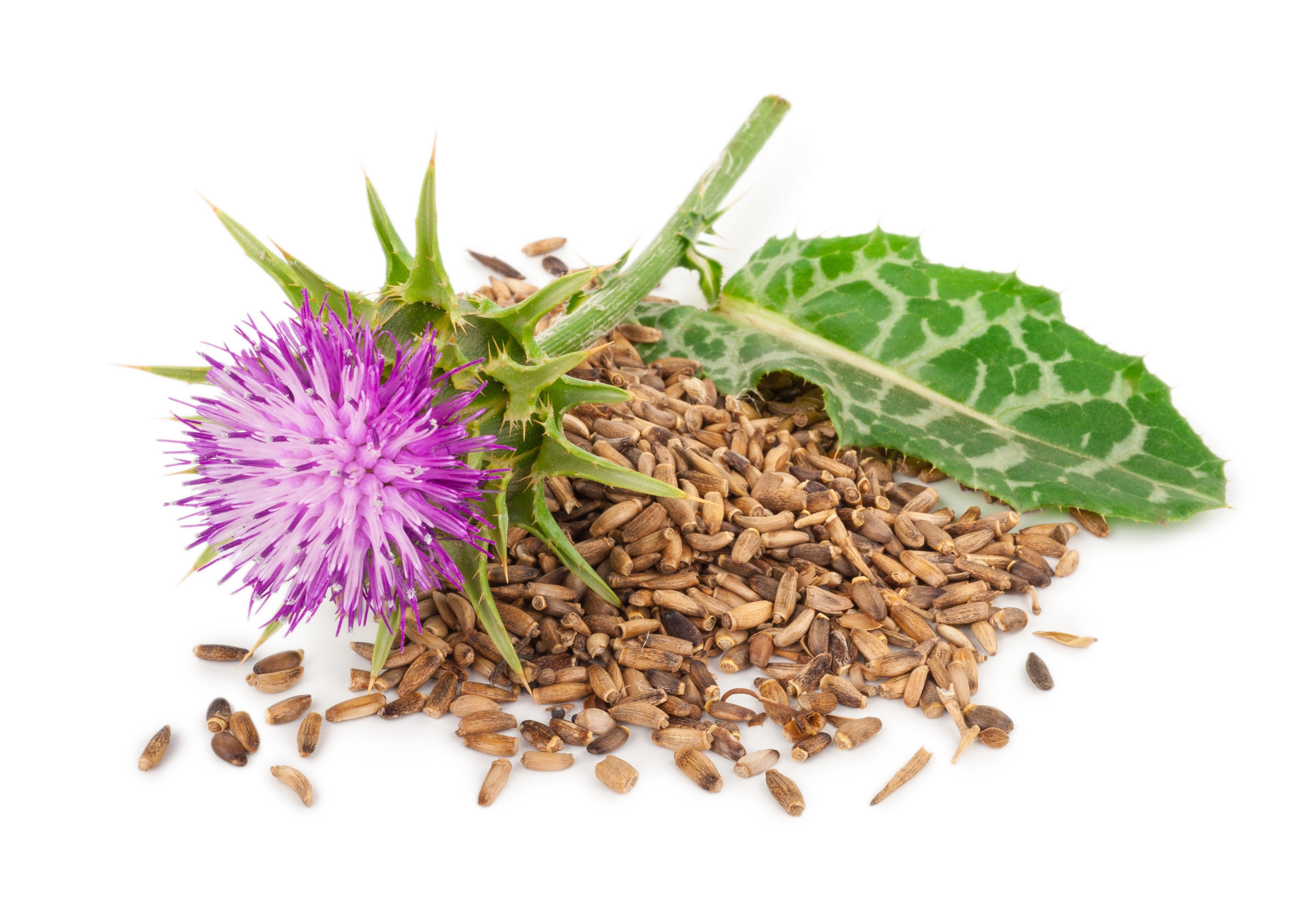 Ingredient: Milk thistle seed extract